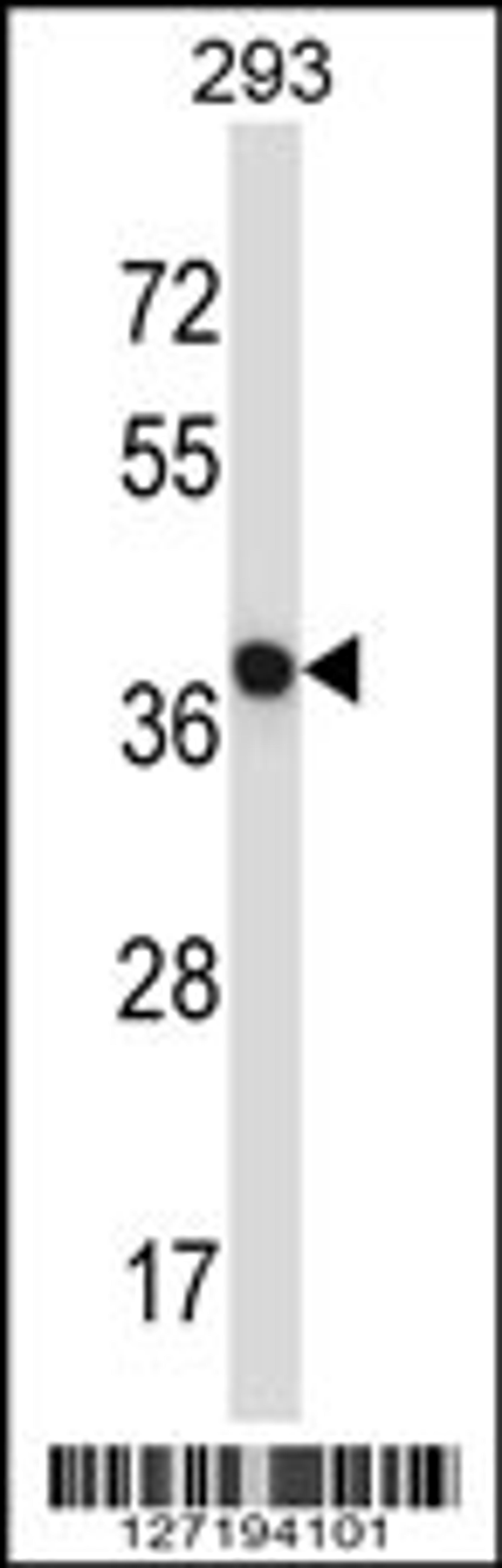 Western blot analysis in 293 cell line lysates (35ug/lane).