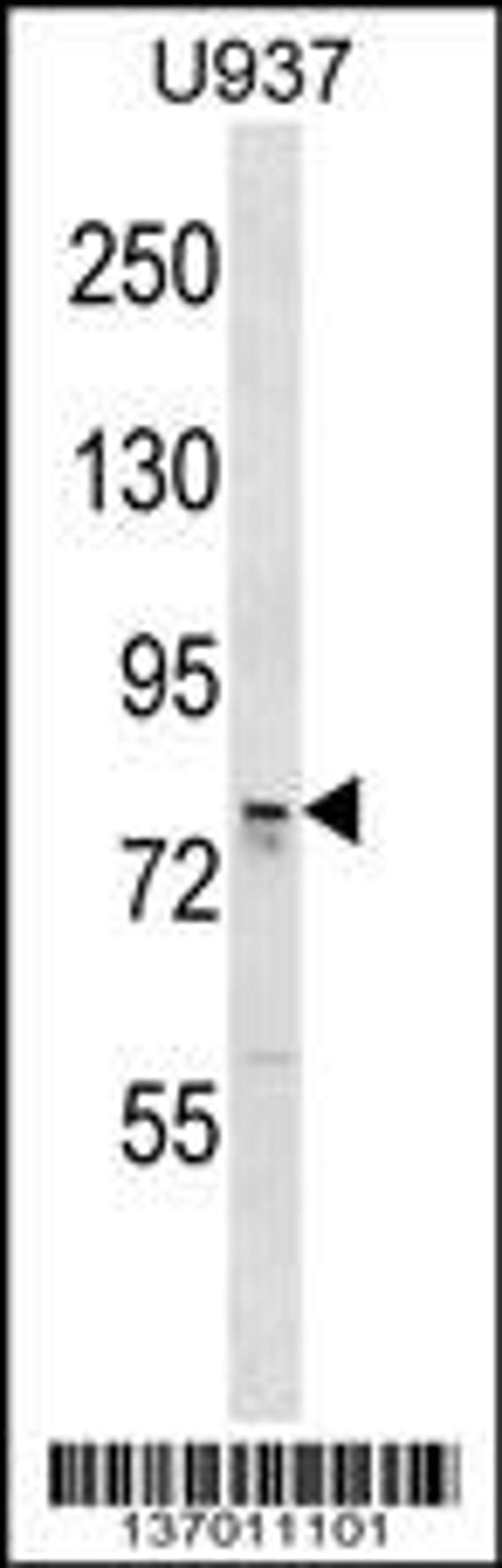 Western blot analysis in U937 cell line lysates (35ug/lane).