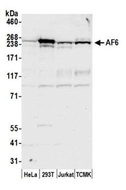 Detection of human and mouse AF6 by western blot.