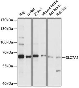 Western blot - SLC7A1 antibody (A14784)