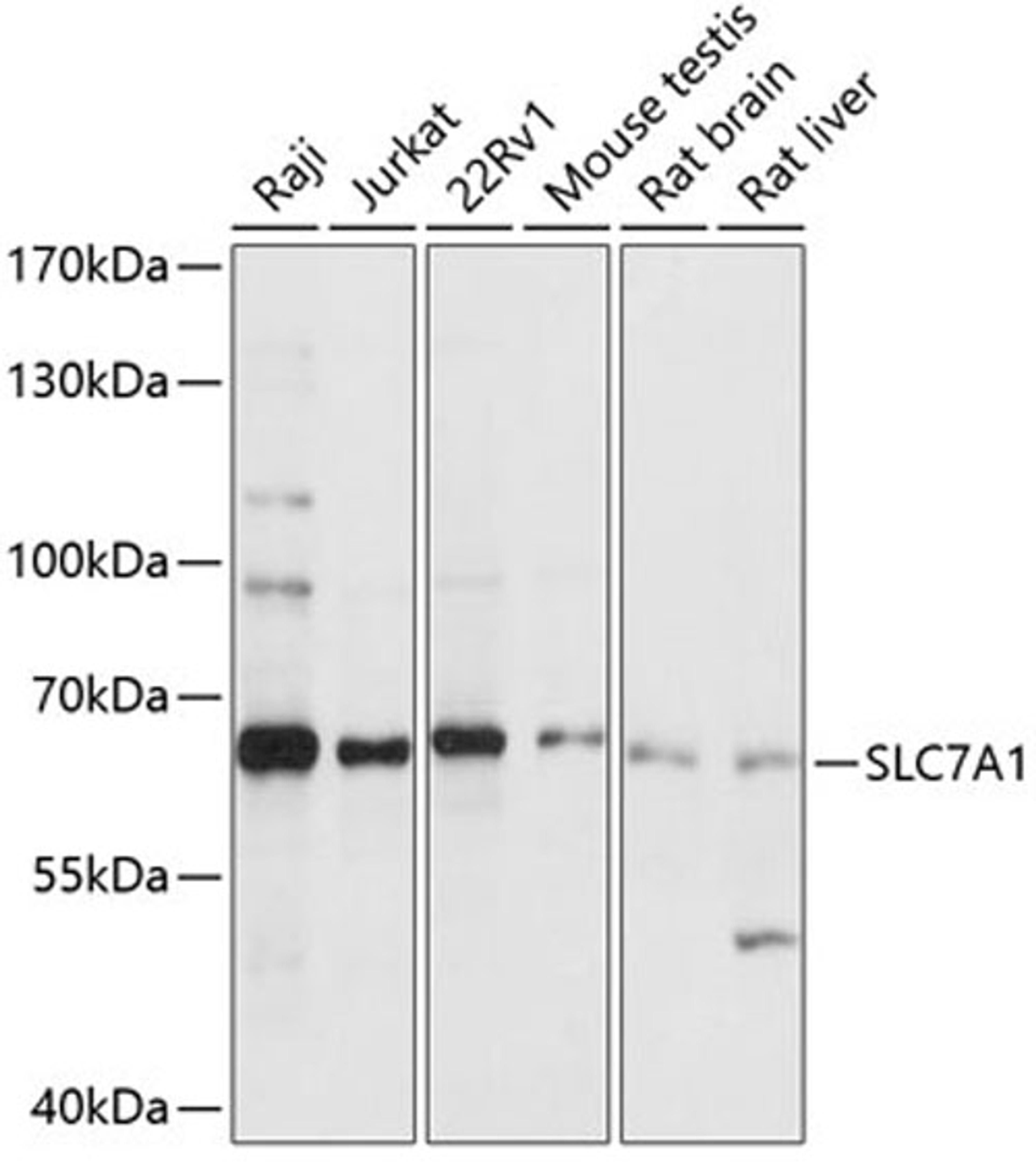 Western blot - SLC7A1 antibody (A14784)