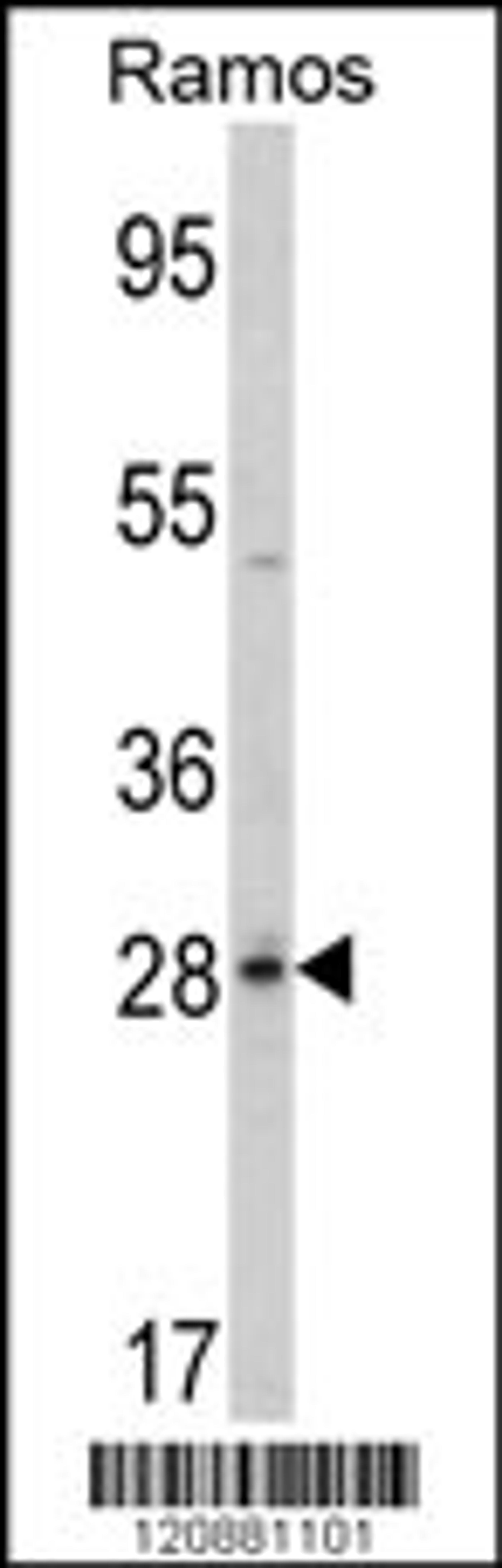 Western blot analysis of PGLS Antibody in Ramos cell line lysates (35ug/lane)