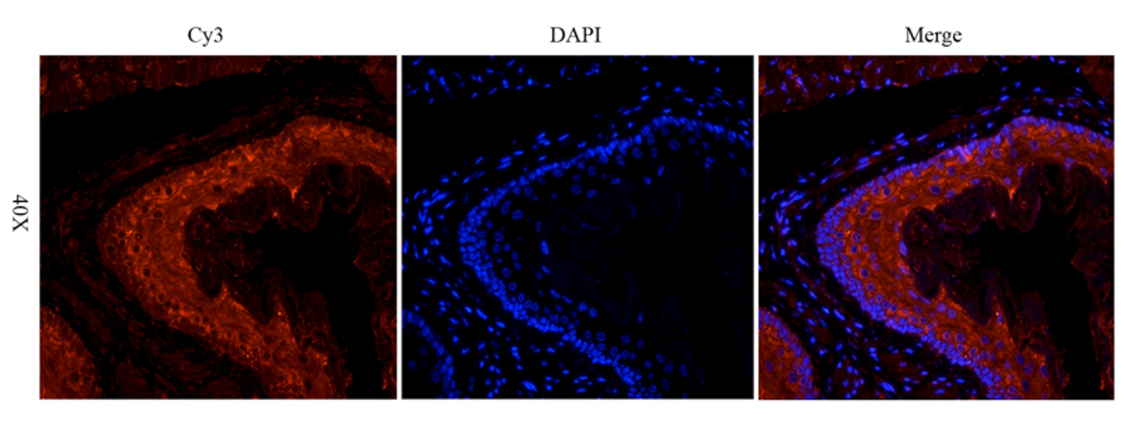 Immunofluorescence image of mouse lung tissue using anti-Semaphorin 3A (dilution at 1:200)