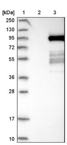 Western Blot: PTPDC1 Antibody [NBP1-81949] - Lane 1: Marker [kDa] 250, 130, 95, 72, 55, 36, 28, 17, 10<br/>Lane 2: Negative control (vector only transfected HEK293T lysate)<br/>Lane 3: Over-expression lysate (Co-expressed with a C-terminal myc-DDK tag (~3.1 kDa) in mammalian HEK293T cells, LY405883)