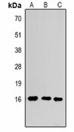 Western blot analysis of  Hela (Lane1), Raw264.7 (Lane2), rat testis (Lane3) whole cell lysates using Histone H3 (MonoMethyl K4) antibody