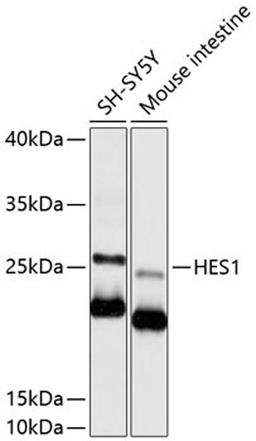 Western blot - HES1 antibody (A11718)