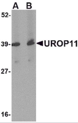 Western blot analysis of UROP11 in mouse spleen tissue lysate with UROP11 antibody at (A) 1 and (B) 2 &#956;g/mL.