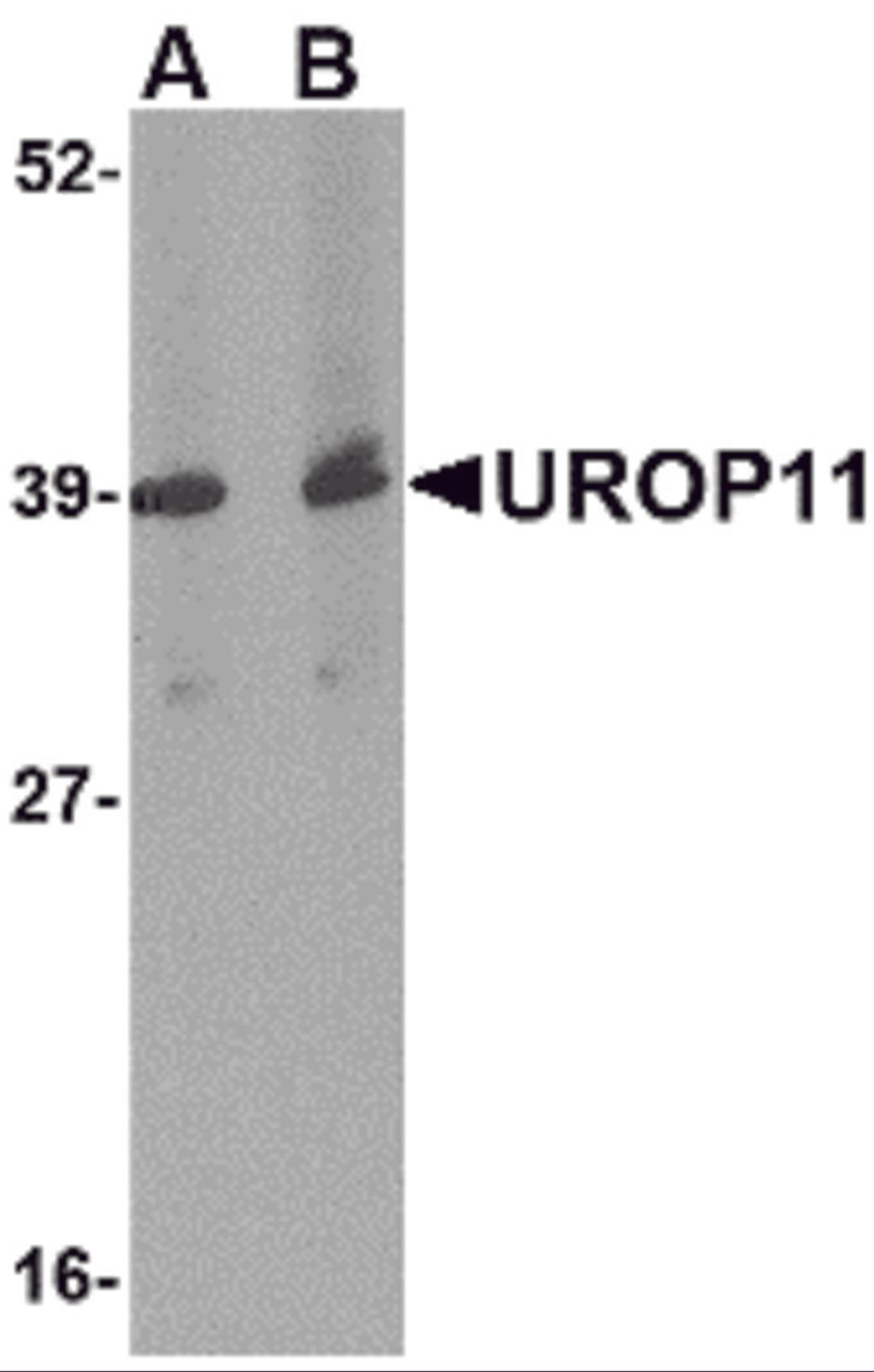 Western blot analysis of UROP11 in mouse spleen tissue lysate with UROP11 antibody at (A) 1 and (B) 2 μg/mL.