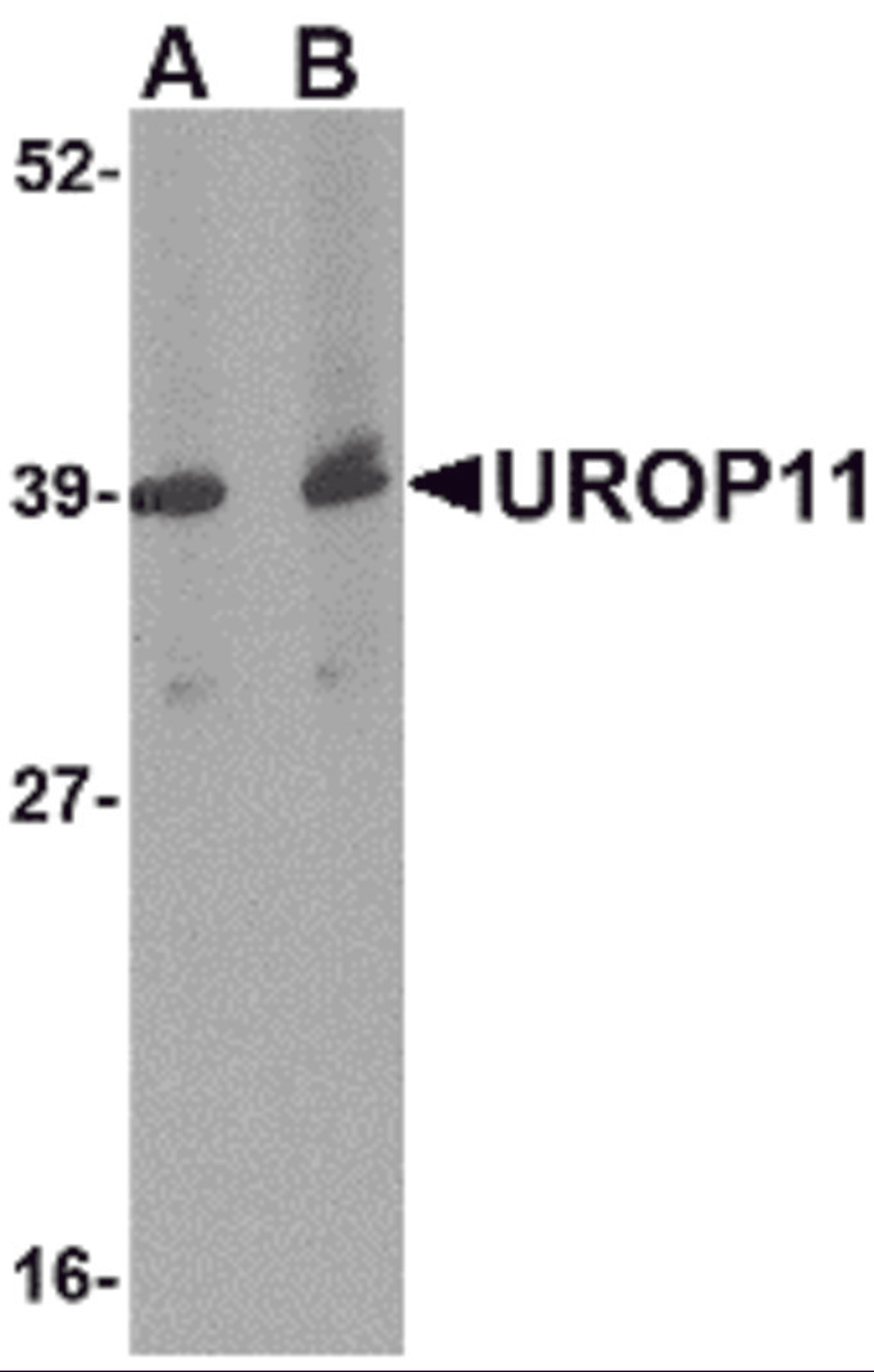 Western blot analysis of UROP11 in mouse spleen tissue lysate with UROP11 antibody at (A) 1 and (B) 2 μg/mL.