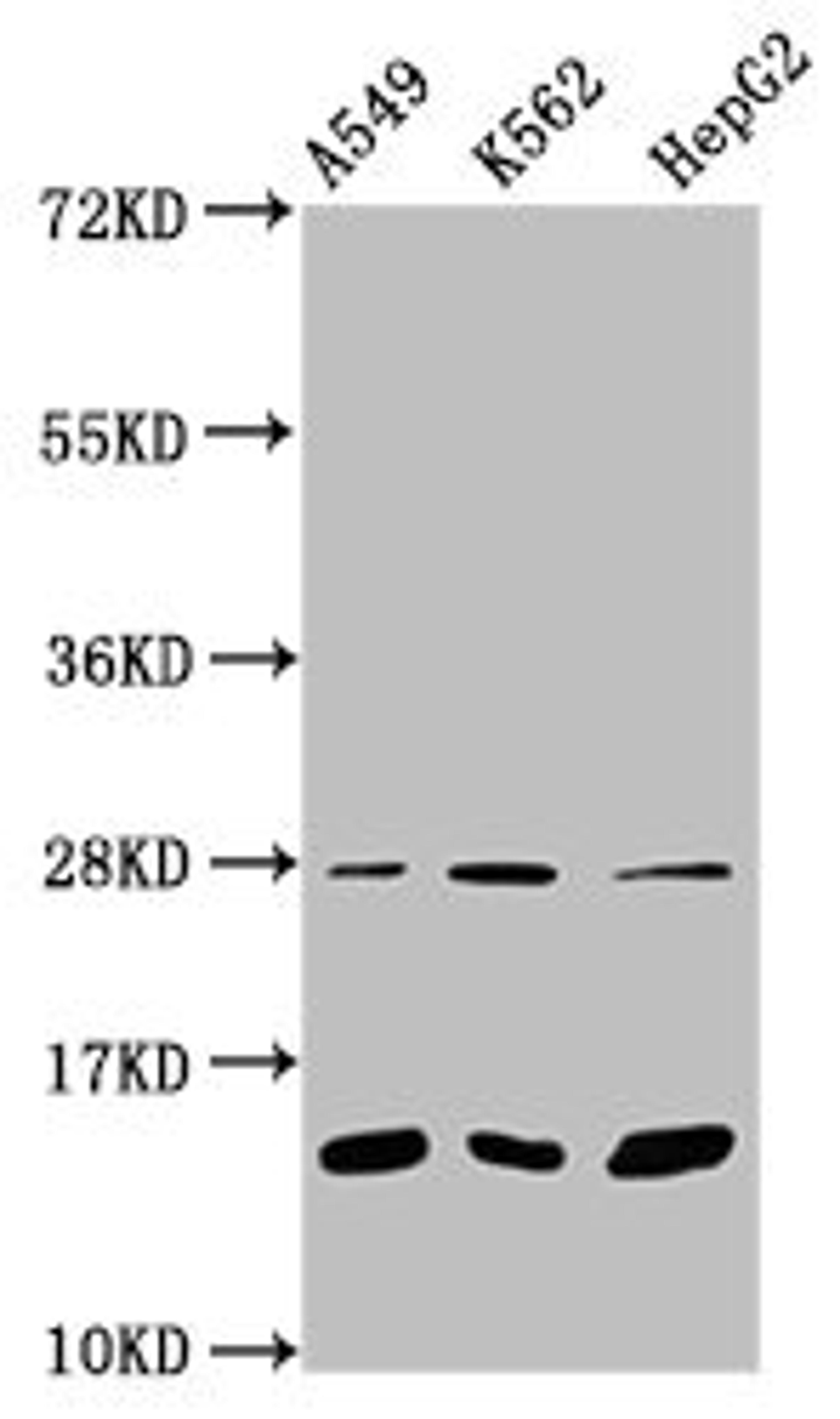 Western Blot. Positive WB detected in: A549 whole cell lysate, K562 whole cell lysate, HepG2 whole cell lysate. All lanes: HIST1H2BC antibody at 1:100. Secondary. Goat polyclonal to rabbit IgG at 1/50000 dilution. Predicted band size: 14 kDa. Observed band size: 14 kDa