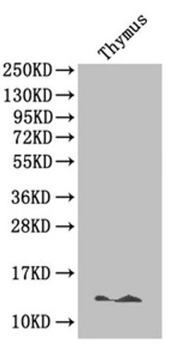 Western Blot. Positive WB detected in: Mouse thymus tissue. All lanes: B2M antibody at 4µg/ml. Secondary. Goat polyclonal to rabbit IgG at 1/50000 dilution. Predicted band size: 14 kDa. Observed band size: 14 kDa