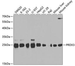 Western blot - PRDX3 antibody (A3076)