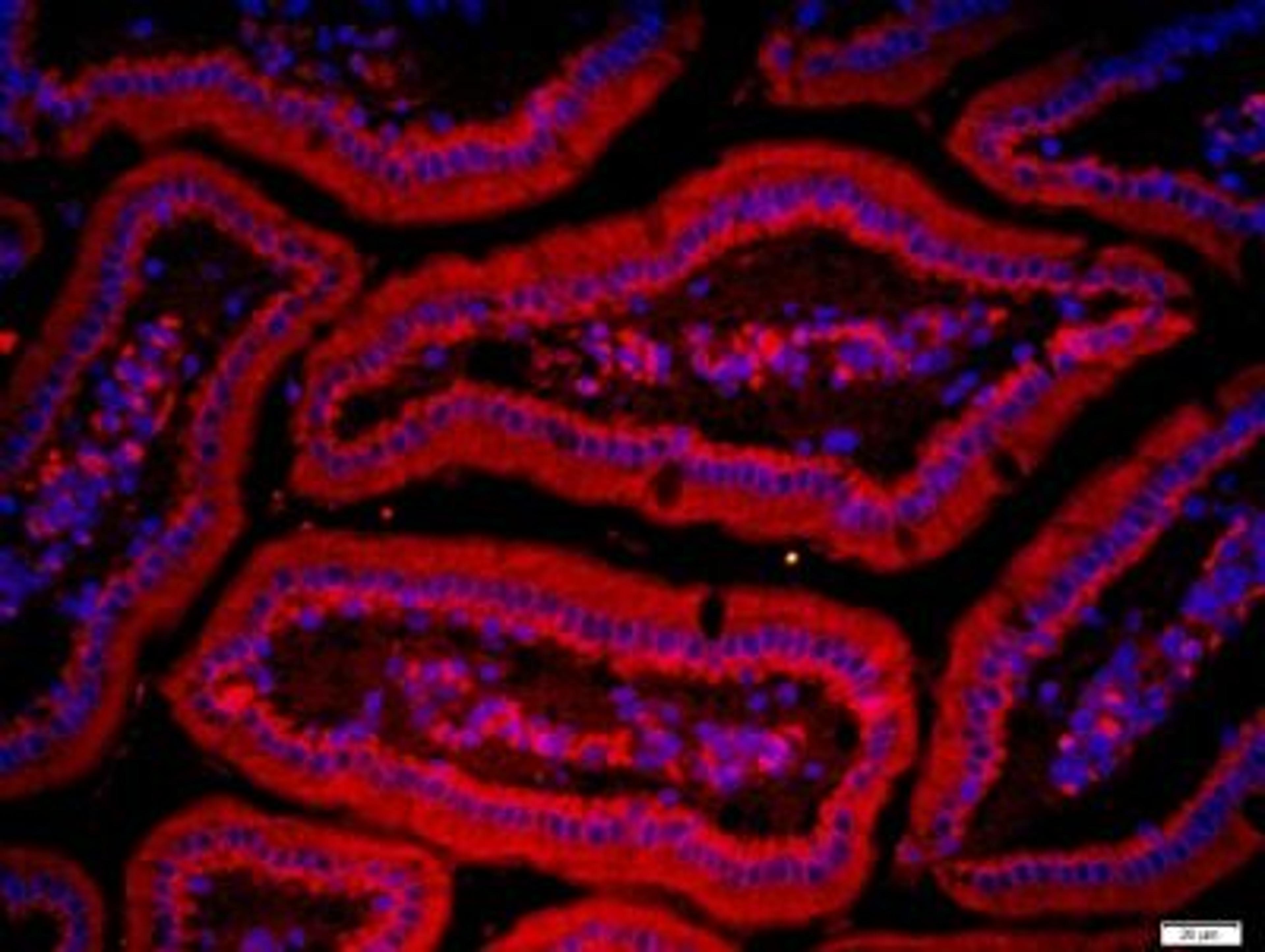 Immunohistochemical staining of mouse intestine tissue using ZnT 1 antibody.