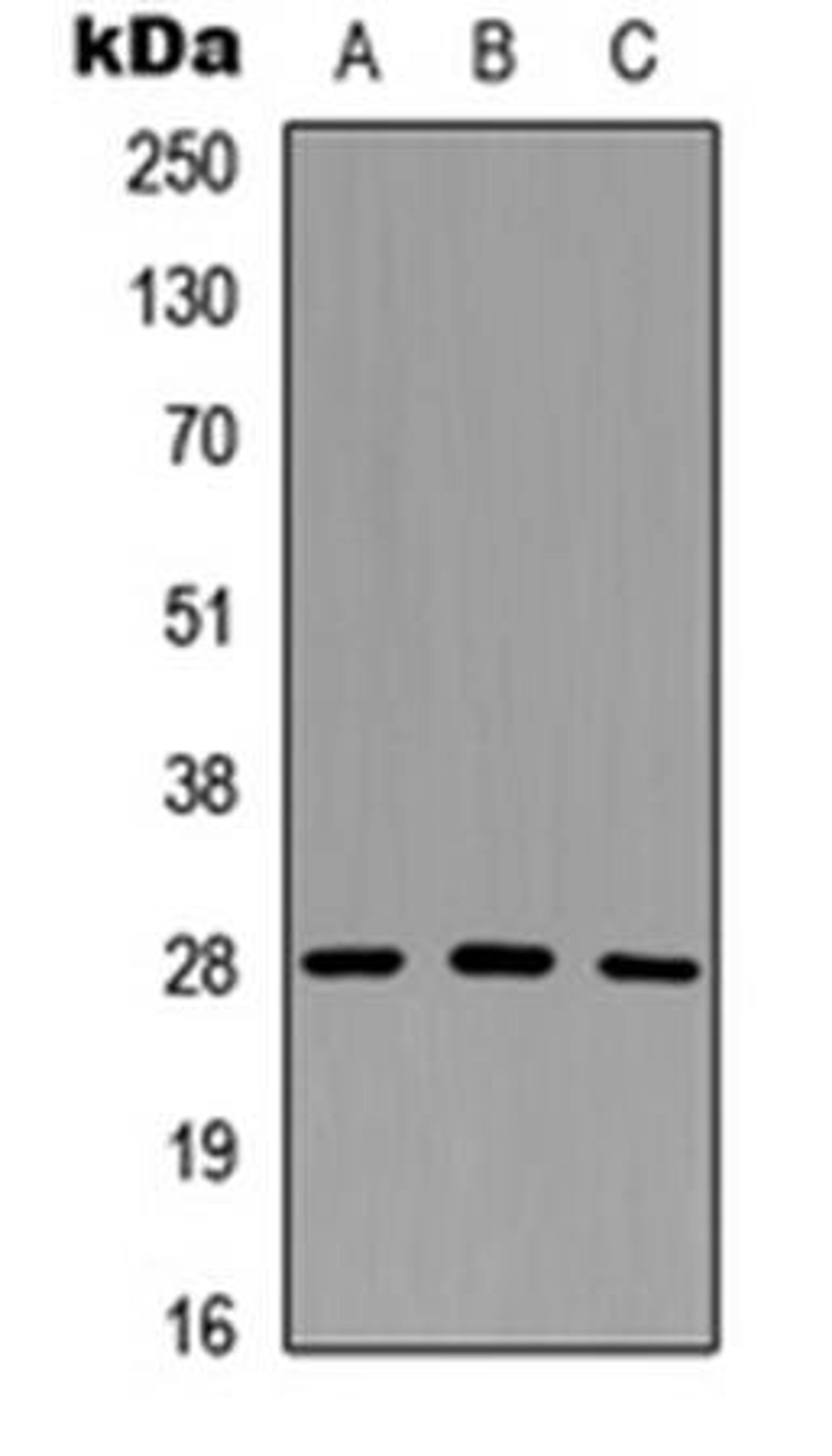 Western blot analysis of HeLa (Lane1), PC12 (Lane2), NS-1 (Lane3) whole cell using Granzyme M antibody