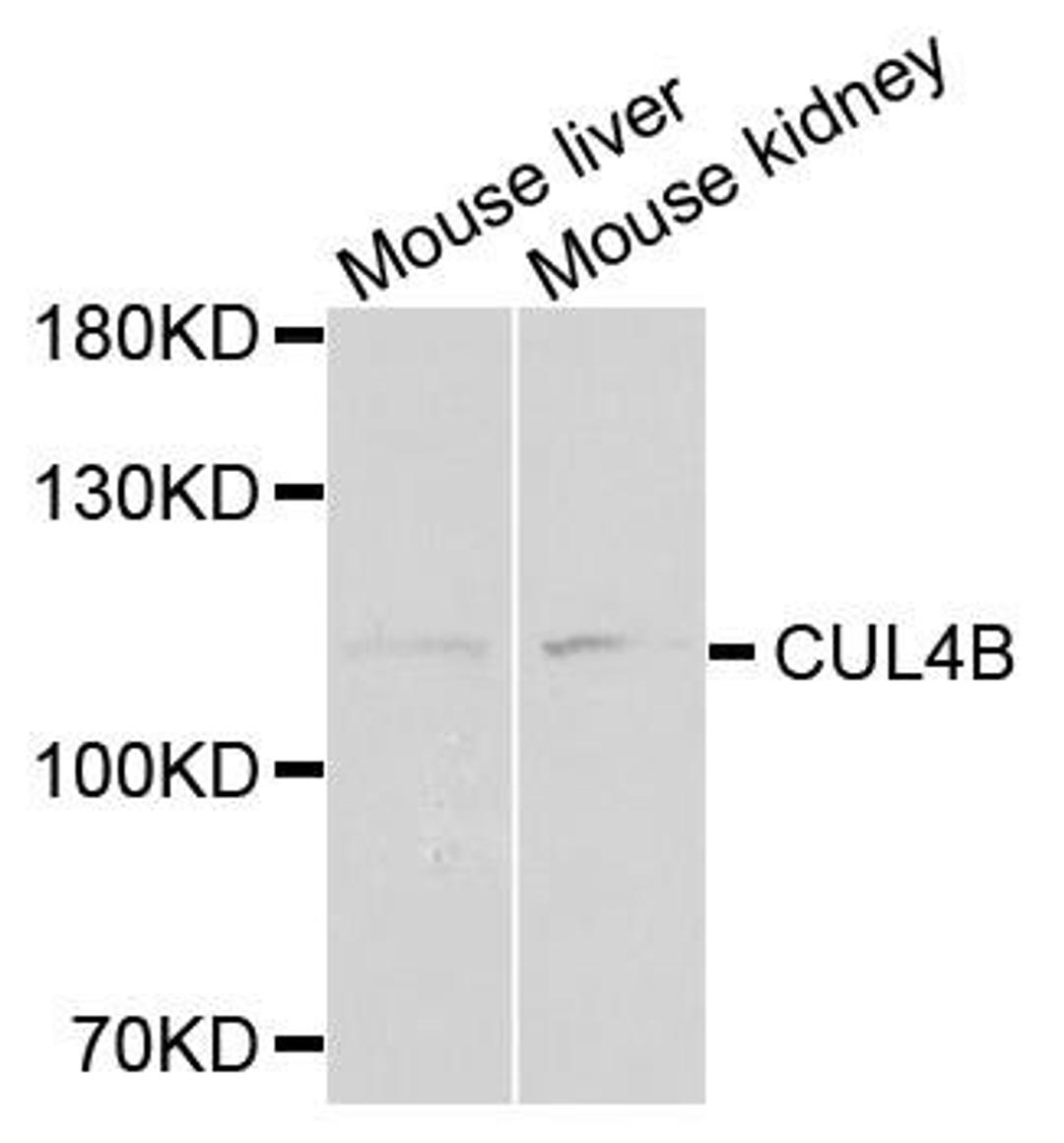 Western blot analysis of extracts of mouse tissues using CUL4B antibody