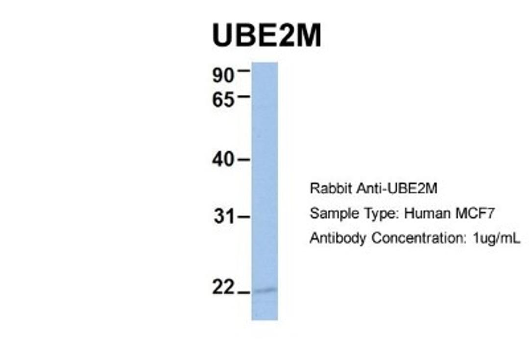 Western Blot: UBE2M/Ubc12 Antibody [NBP1-55035] - Human MCF7, Antibody Dilution: 1.0 ug/ml UBE2M is supported by BioGPS gene expression data to be expressed in MCF7.