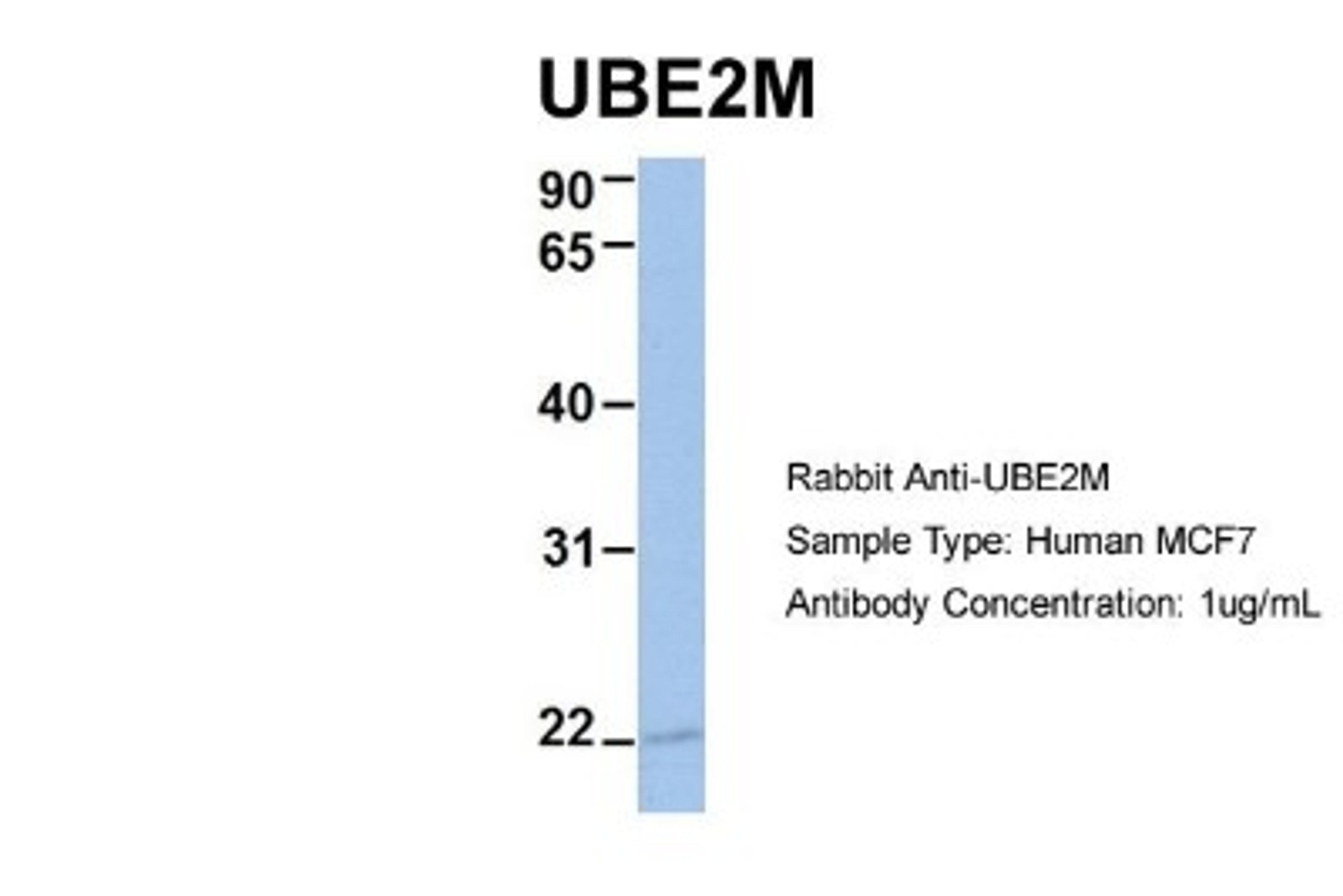 Western Blot: UBE2M/Ubc12 Antibody [NBP1-55035] - Human MCF7, Antibody Dilution: 1.0 ug/ml UBE2M is supported by BioGPS gene expression data to be expressed in MCF7.