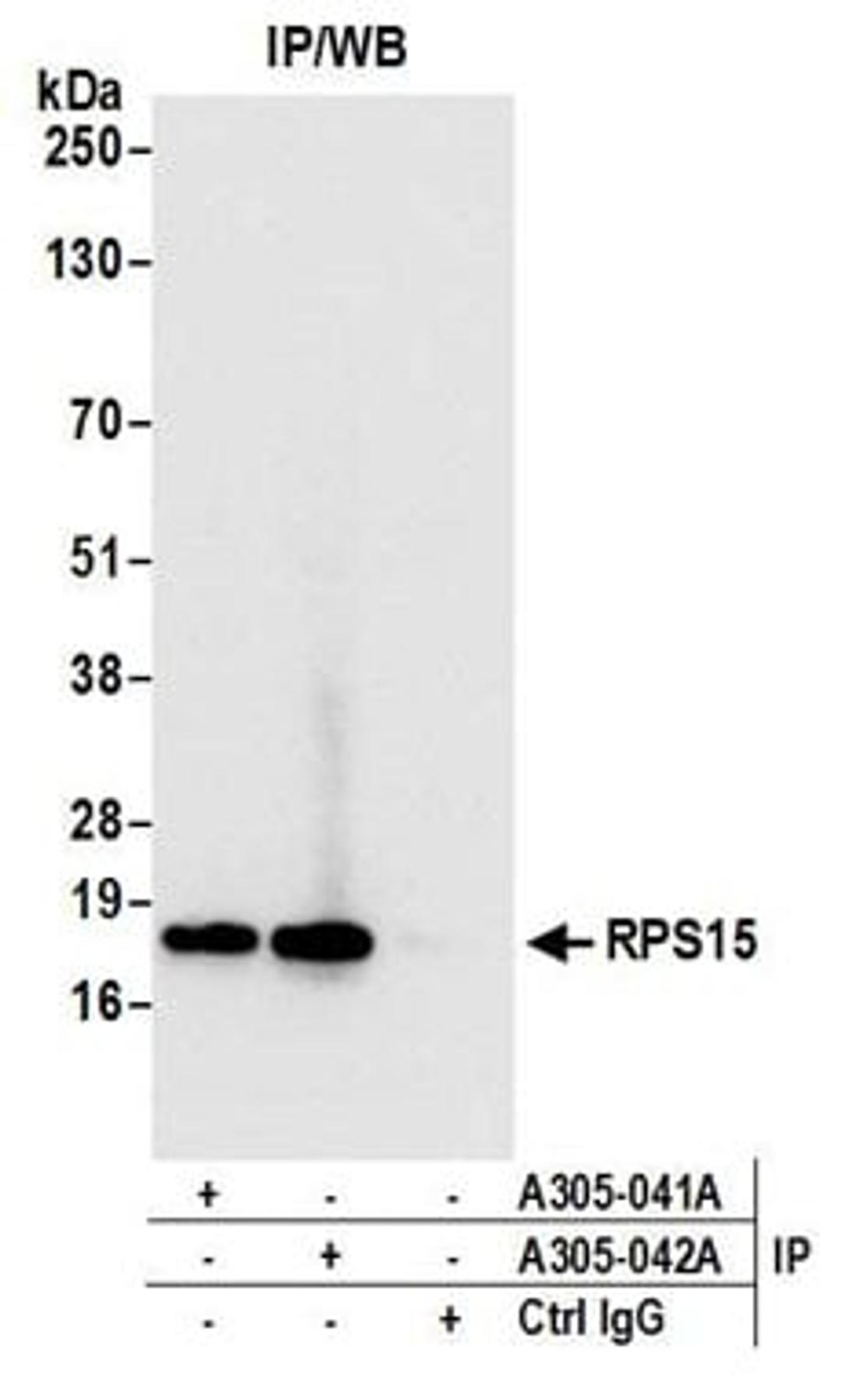 Detection of human RPS15 by western blot of immunoprecipitates.