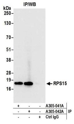 Detection of human RPS15 by western blot of immunoprecipitates.