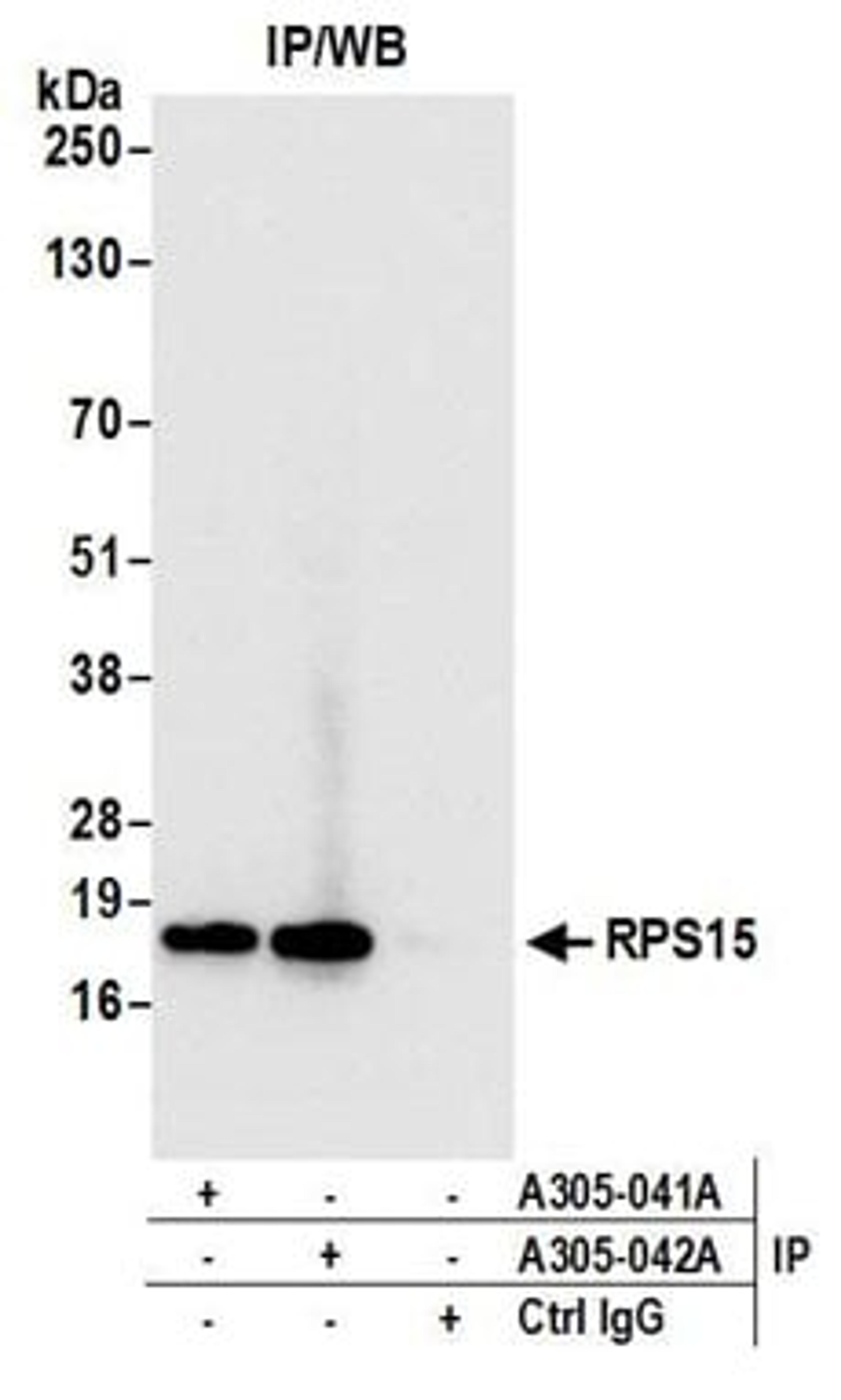 Detection of human RPS15 by western blot of immunoprecipitates.