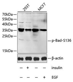 Western blot - Phospho-Bad-S136 antibody (AP0011)