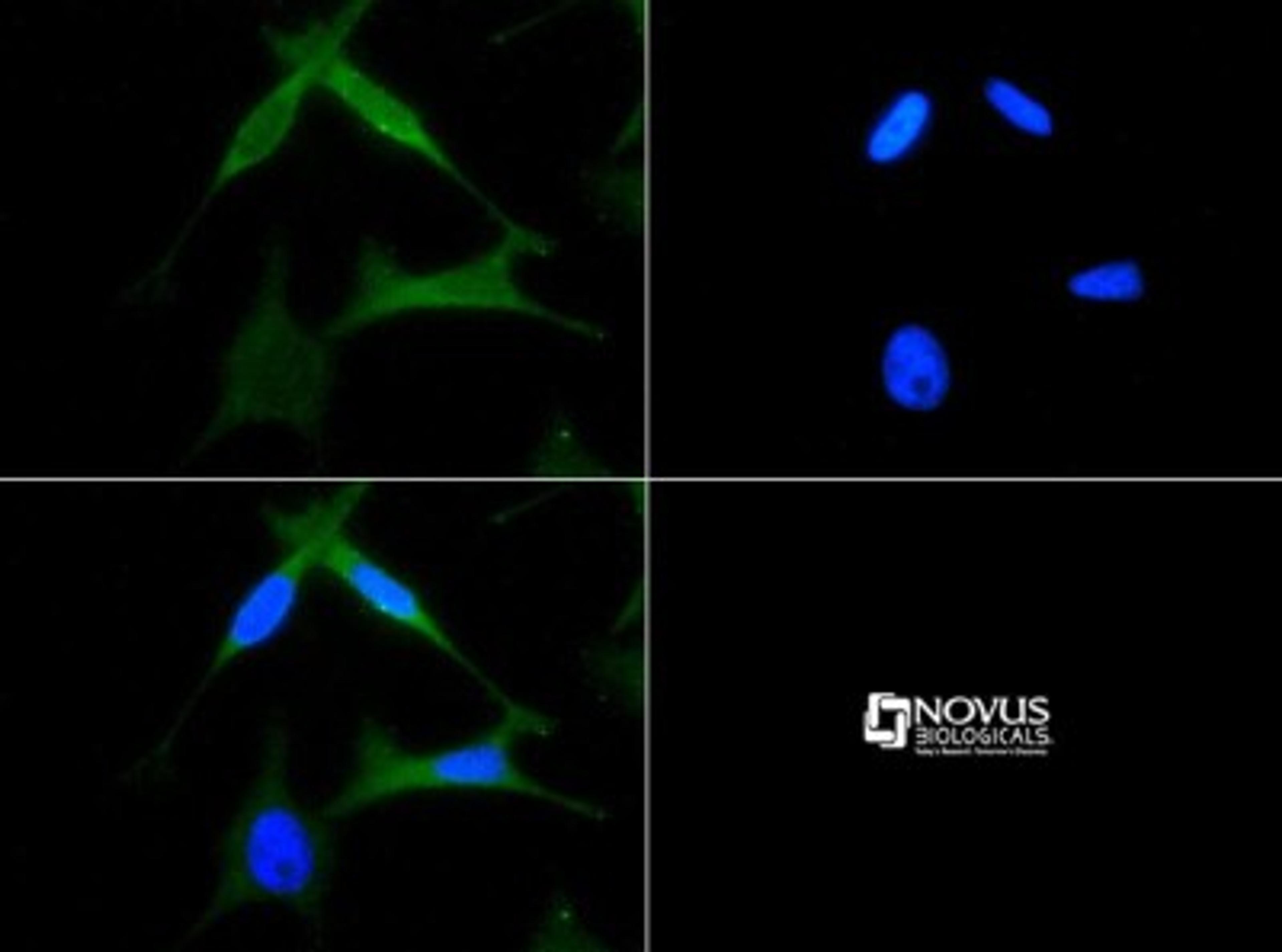 Immunocytochemistry/Immunofluorescence: CXCR4 Antibody [NB100-74396] - CXCR4 antibody was tested in HeLa cells with FITC (green). Nuclei were counterstained with DAPI (blue).