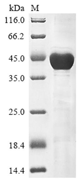 (Tris-Glycine gel) Discontinuous SDS-PAGE (reduced) with 5% enrichment gel and 15% separation gel.