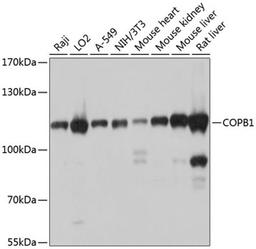 Western blot - COPB1 antibody (A10485)