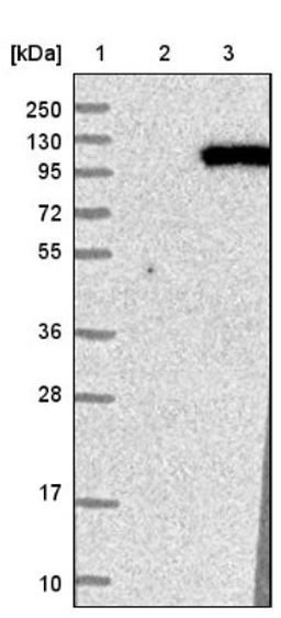 Western Blot: MZF1 Antibody [NBP1-82605] - Lane 1: Marker [kDa] 250, 130, 95, 72, 55, 36, 28, 17, 10<br/>Lane 2: Negative control (vector only transfected HEK293T lysate)<br/>Lane 3: Over-expression lysate (Co-expressed with a C-terminal myc-DDK tag (~3.1 kDa) in mammalian HEK293T cells, LY405081)