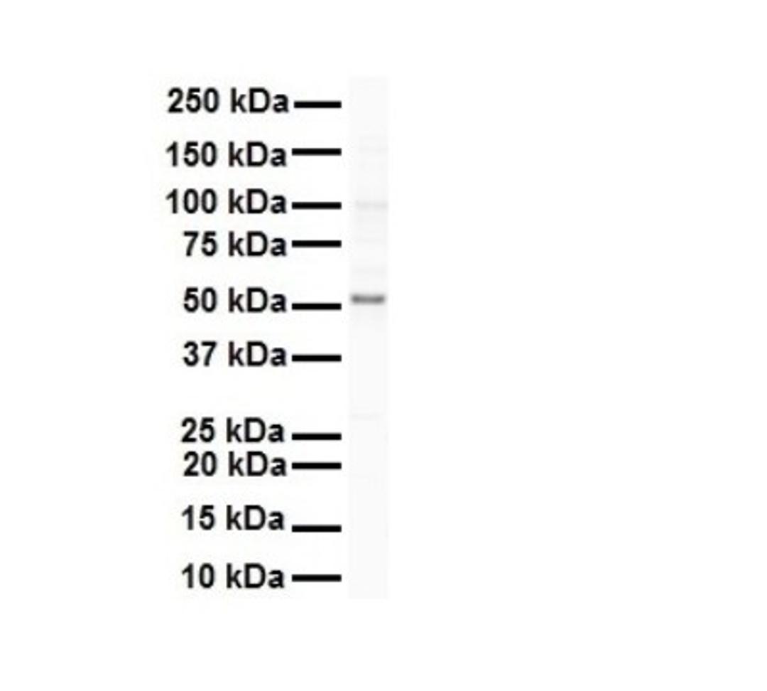 Western Blot: SNRP70 Antibody [NBP1-57487] - Antibody  Titration: 1 ug/ml Human Raji.