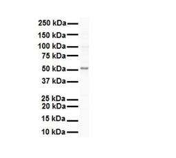 Western Blot: SNRP70 Antibody [NBP1-57487] - Antibody  Titration: 1 ug/ml Human Raji.