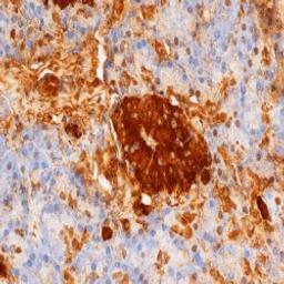 Staining of paraffin embedded human pancreas with Mouse anti Rat Insulin (5330-3369)