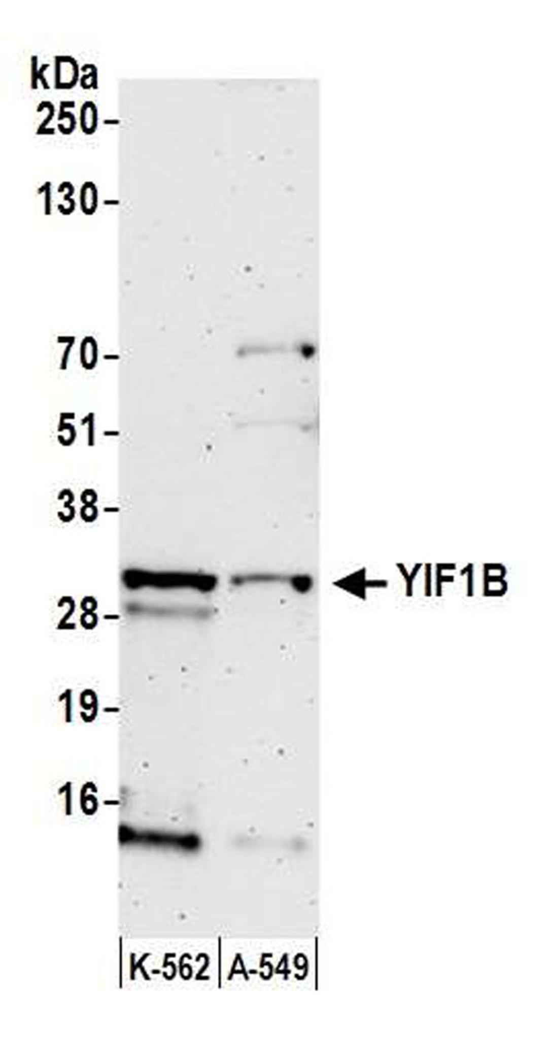 Detection of human YIF1B by WB.