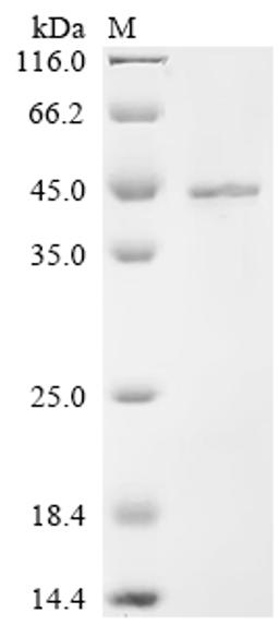 (Tris-Glycine gel) Discontinuous SDS-PAGE (reduced) with 5% enrichment gel and 15% separation gel.