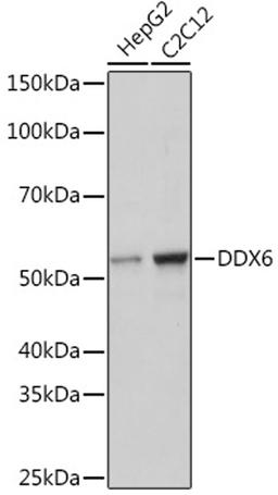 Western blot - DDX6 Rabbit mAb (A9634)