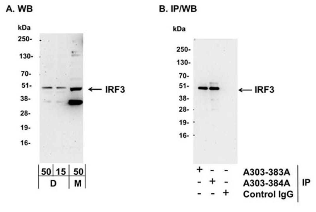 Detection of mouse IRF3 by WB and IP.