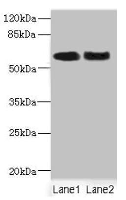 Western blot. All lanes: NFIA antibody at 2.35ug/ml. Lane 1: Rat heart tissue. Lane 2: HepG2 whole cell lysate. Secondary. Goat polyclonal to rabbit IgG at 1/10000 dilution. Predicted band size: 56, 55, 61 kDa. Observed band size: 56 kDa. 