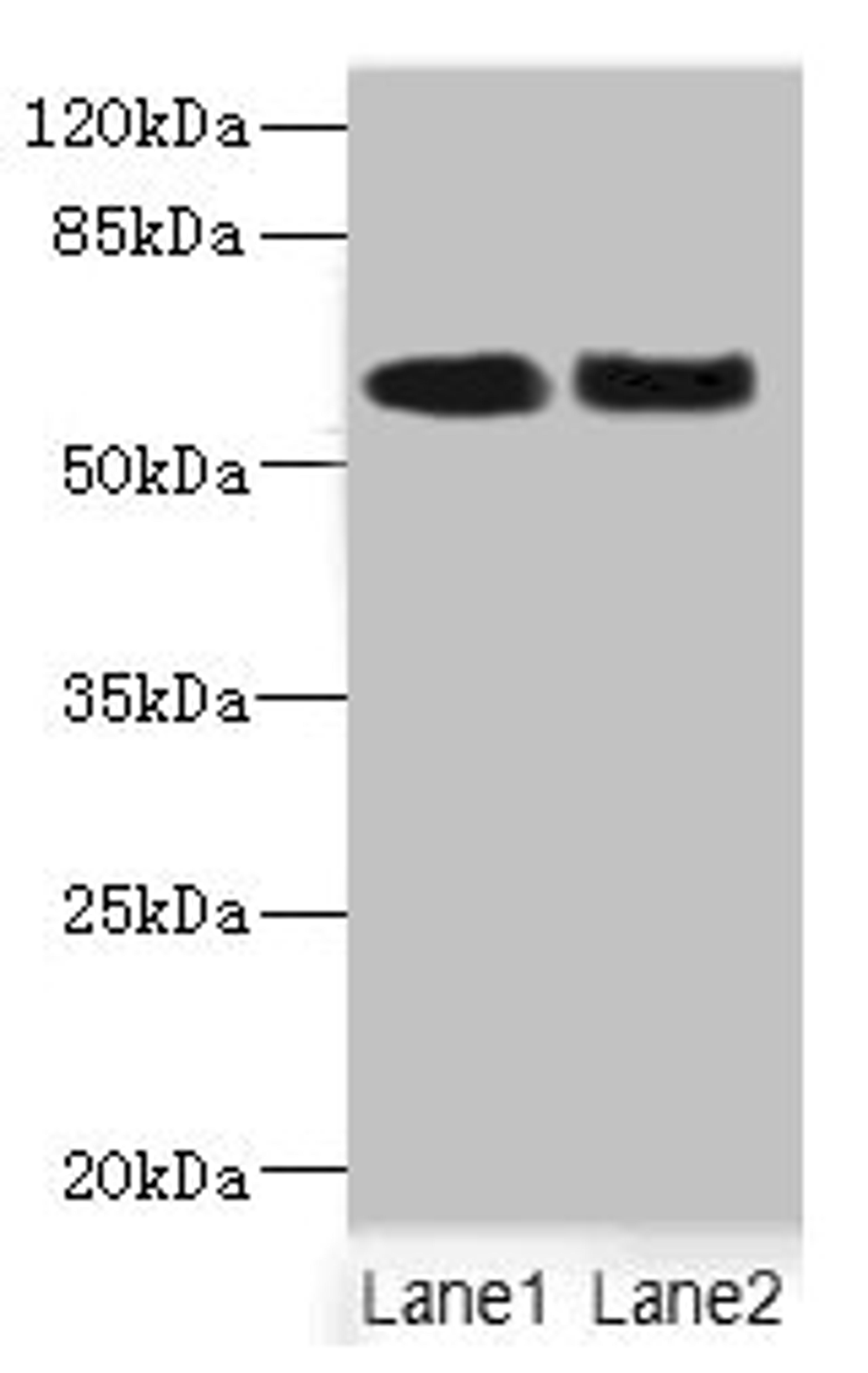 Western blot. All lanes: NFIA antibody at 2.35ug/ml. Lane 1: Rat heart tissue. Lane 2: HepG2 whole cell lysate. Secondary. Goat polyclonal to rabbit IgG at 1/10000 dilution. Predicted band size: 56, 55, 61 kDa. Observed band size: 56 kDa. 