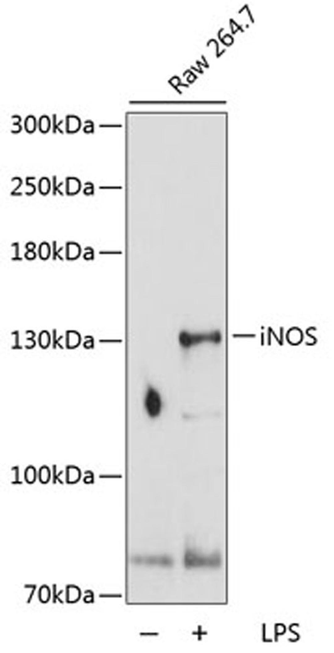 Western blot - iNOS antibody (A0312)