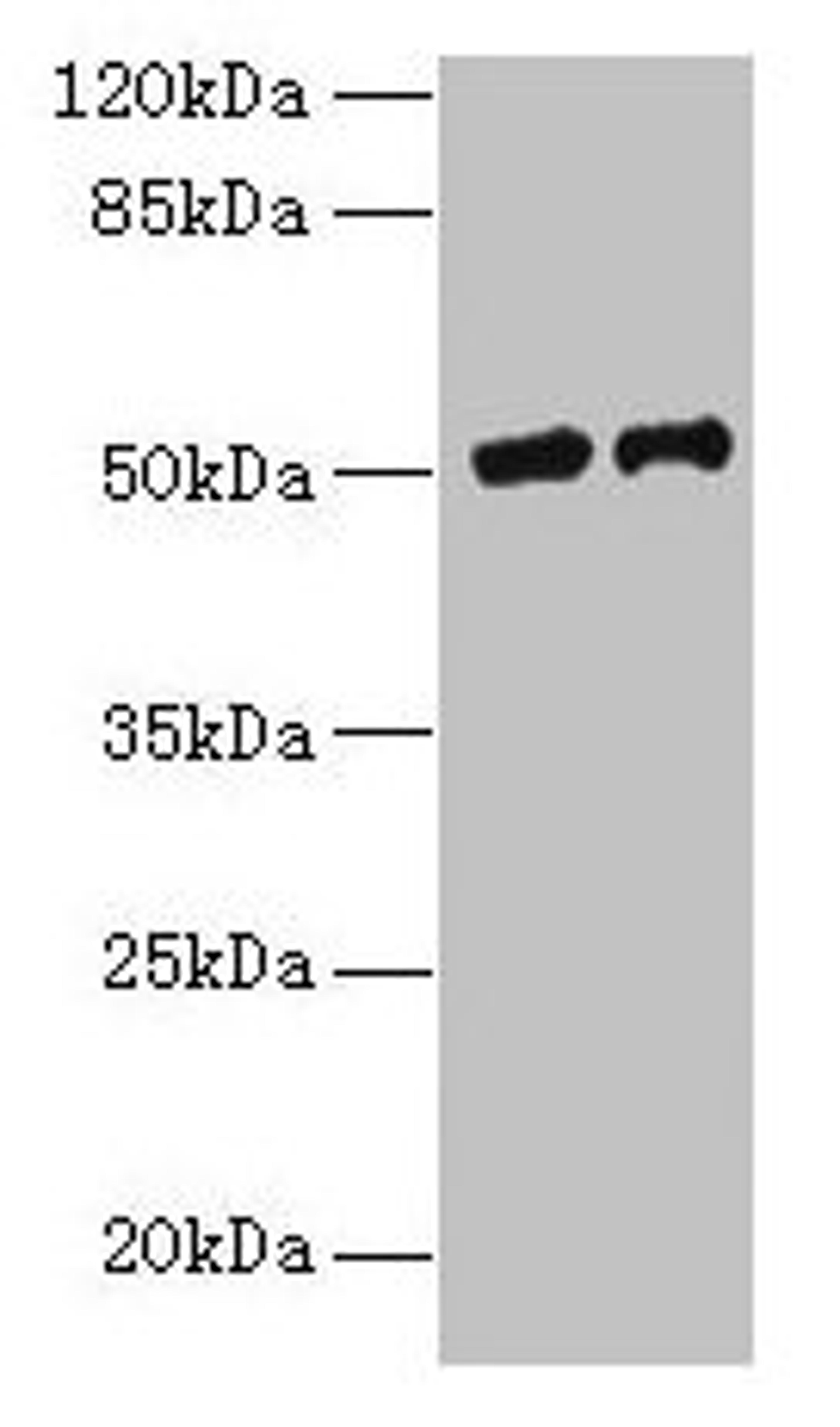 Western blot. All lanes: PLA2G7 antibody at 9µg/ml. Lane 1: RAW264.7 whole cell lysate. Lane 2: Mouse liver tissue. Secondary. Goat polyclonal to rabbit IgG at 1/10000 dilution. Predicted band size: 51 kDa. Observed band size: 51 kDa