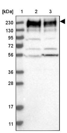 Western Blot: SON Antibody [NBP1-88706] - Lane 1: Marker [kDa] 230, 130, 95, 72, 56, 36, 28, 17, 11<br/>Lane 2: Human cell line RT-4<br/>Lane 3: Human cell line U-251MG sp