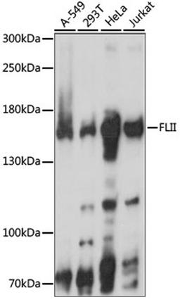 Western blot - FLII antibody (A15273)