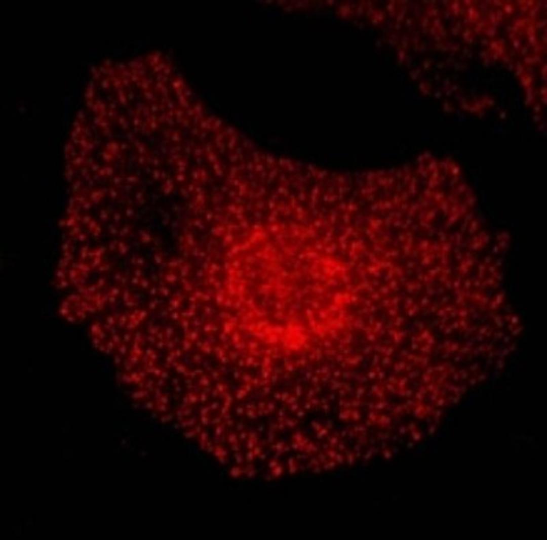 Immunocytochemistry/Immunofluorescence: EPS15 Antibody [NB110-74689] - Immunofluorescent staining of rat fibroblasts using NB110-74689.