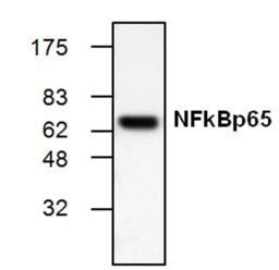 Western blot analysis of Jurkat cell lysate probed with Mouse anti NFkB (p65) antibody.