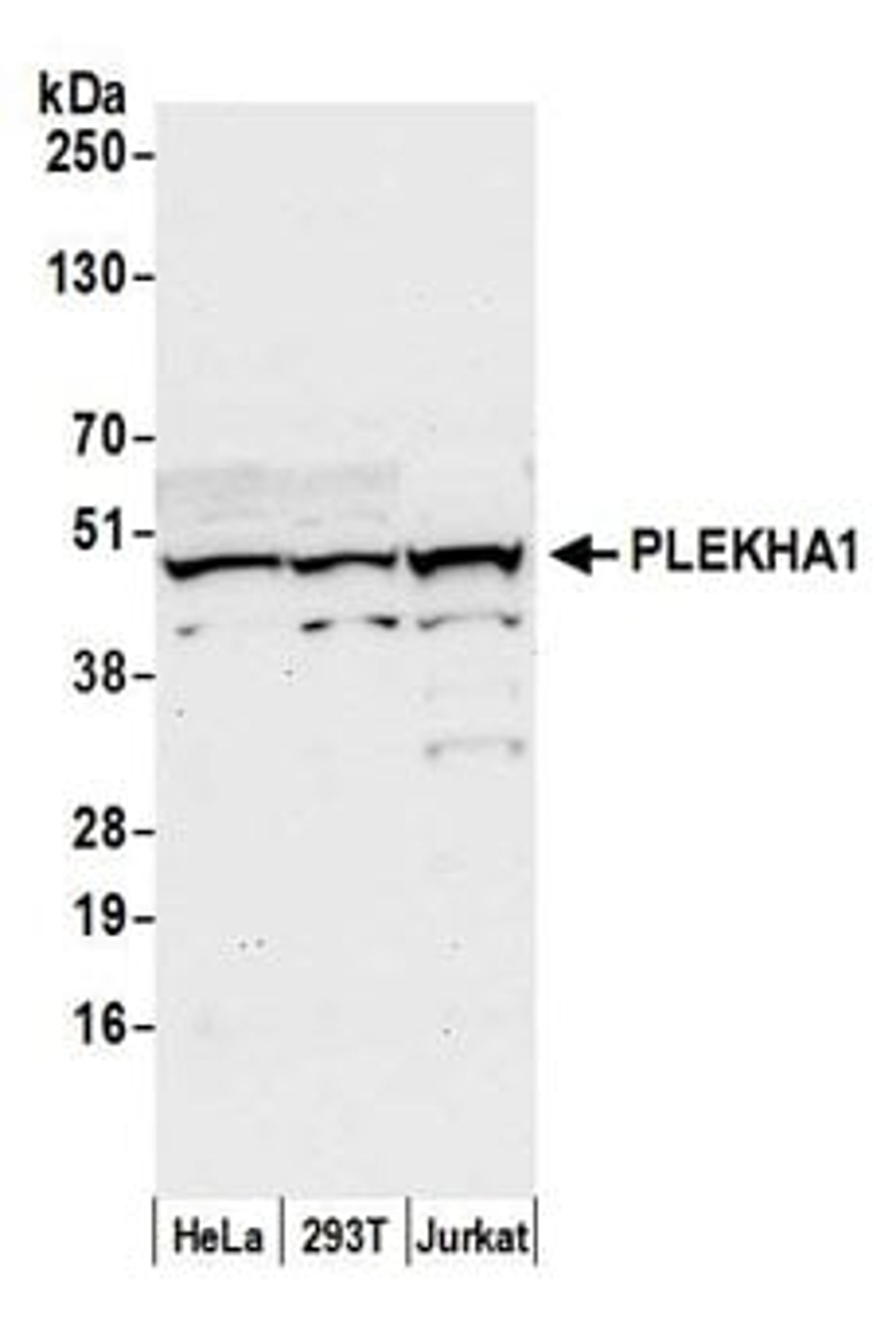 Detection of human PLEKHA1 by western blot.