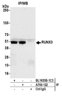 Detection of human RUNX3 by western blot of immunoprecipitates.