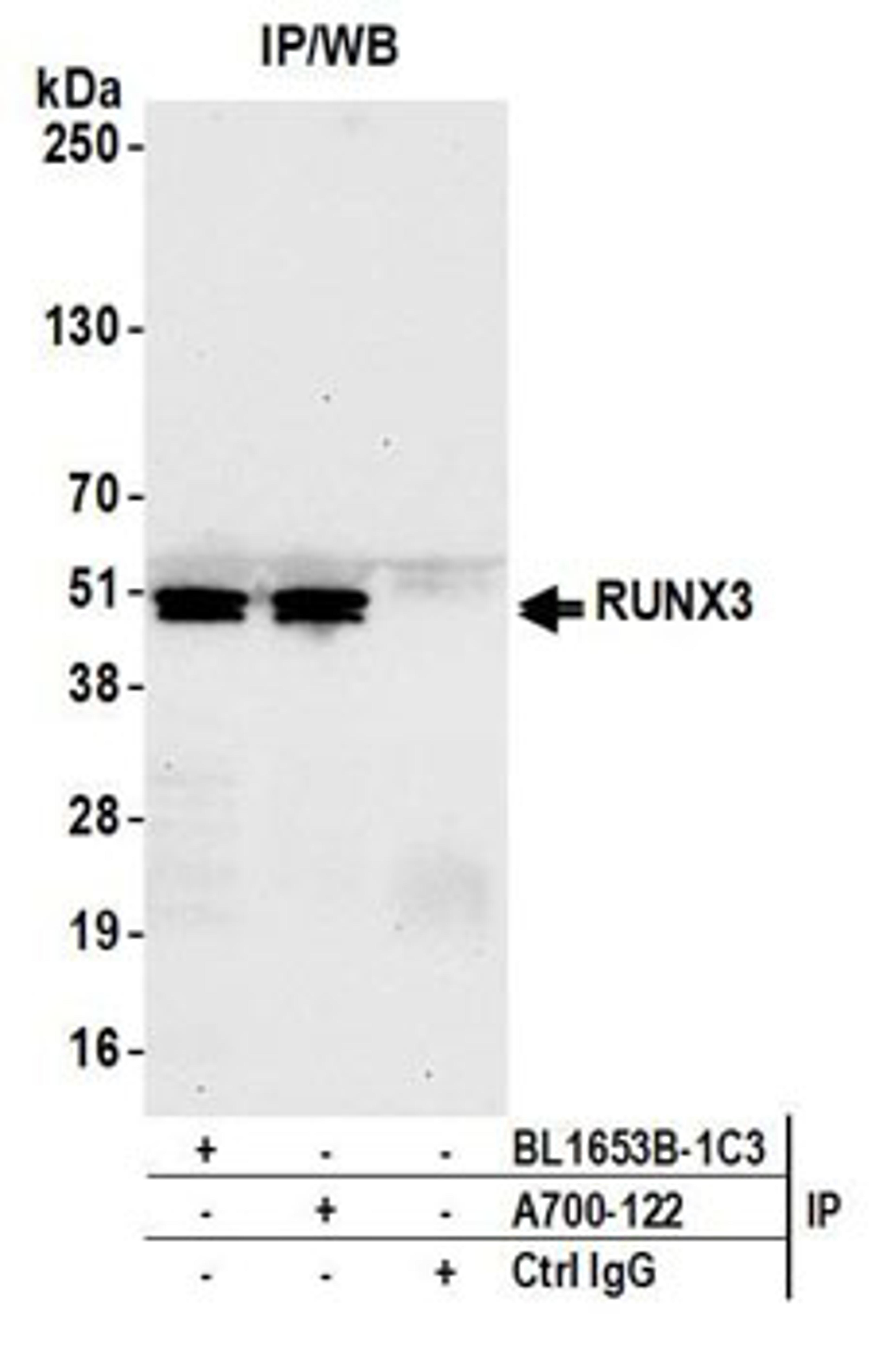 Detection of human RUNX3 by western blot of immunoprecipitates.