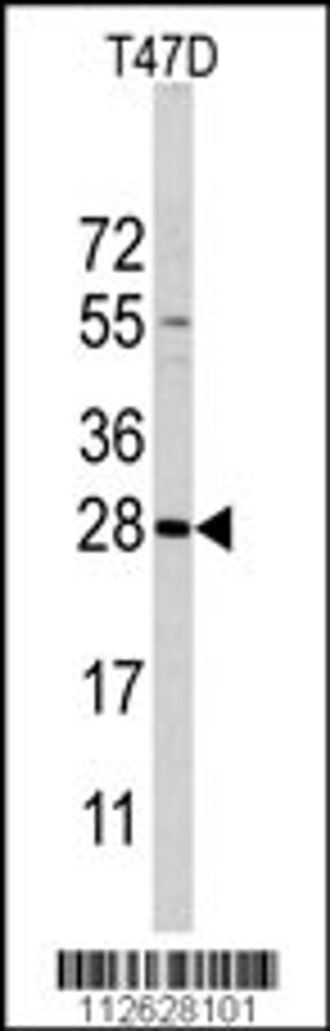 Western blot analysis of PEMT Antibody in T47D cell line lysates (35ug/lane)