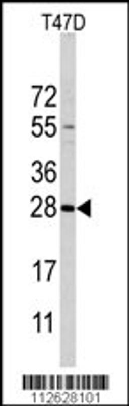 Western blot analysis of PEMT Antibody in T47D cell line lysates (35ug/lane)