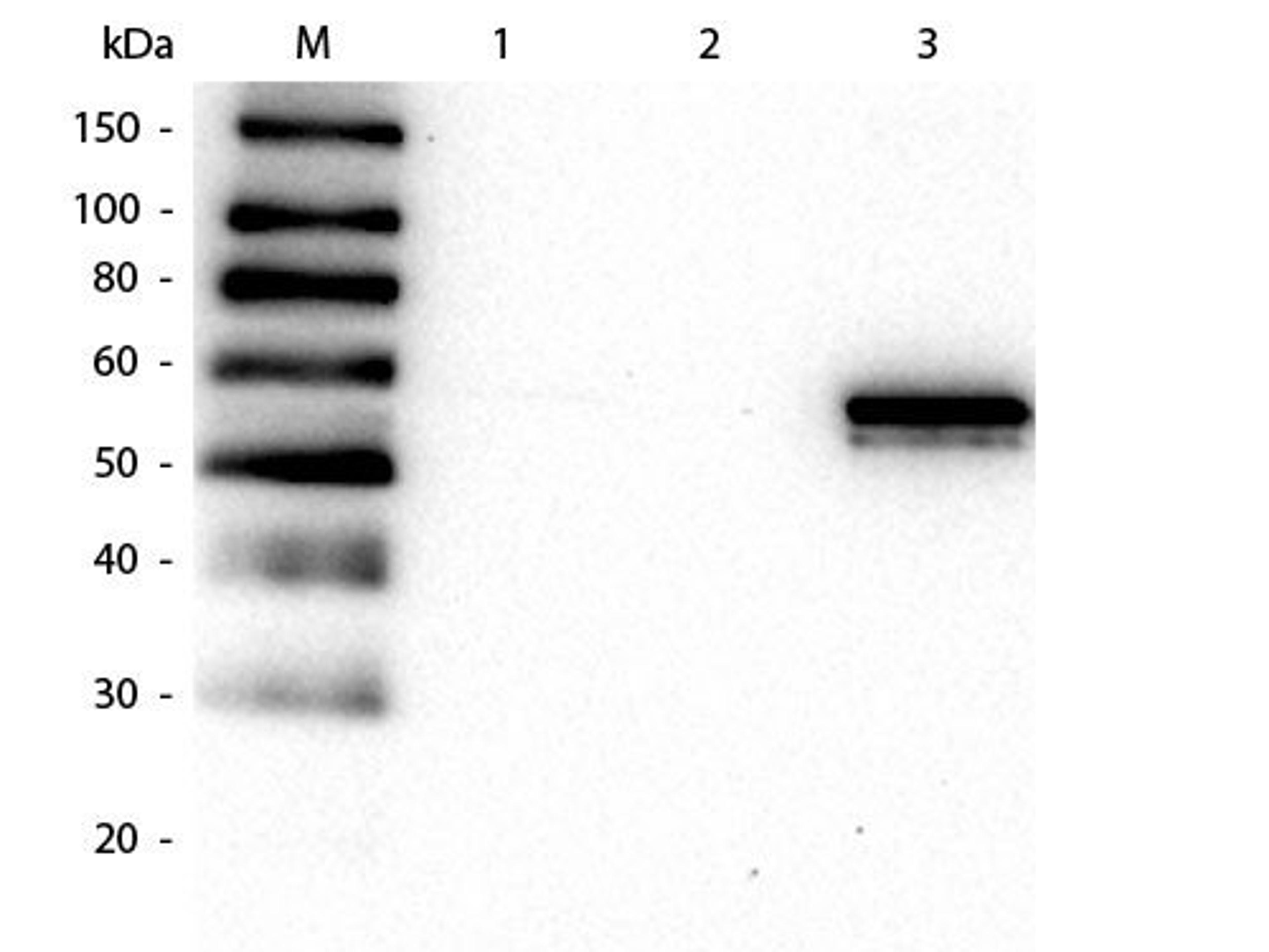 Western blot analysis of His-Tagged Recombinant using AKT3 Western Chemiluminescent Blotting Kit